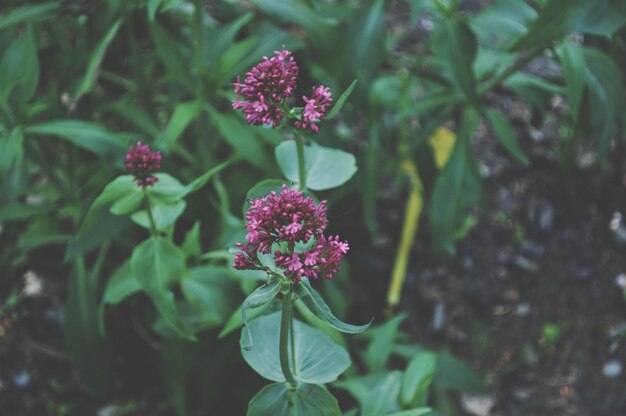 Valeriana para Ansiedade: Eficácia e Indicações